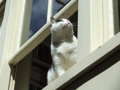 Katze in der Sonne