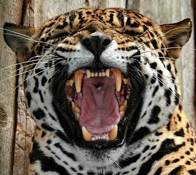 Jaguar - ganz nah