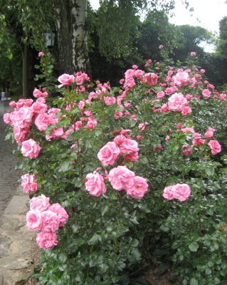Dornröschens Rosen......