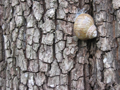 Baumschnecke