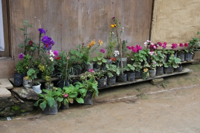 Blumentöpfe vor nordindischem Haus