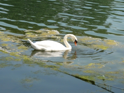 Schwan