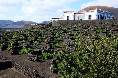 La Geria das Weinanbaugebiet auf Lanzarote