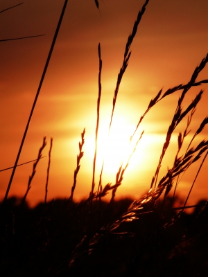 Sonnenuntergang mit Deichgras 4