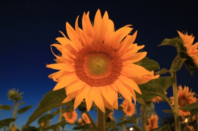 Sonnenblume bei Nacht2