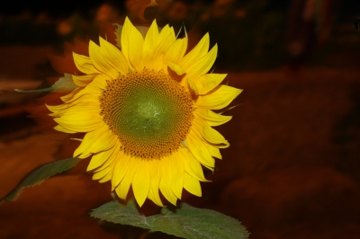 Sonnenblume bei Nacht3