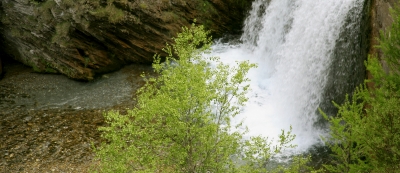 Birke am Wasserfall
