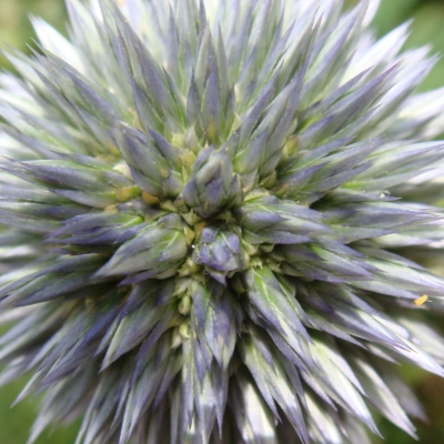 Distel 1