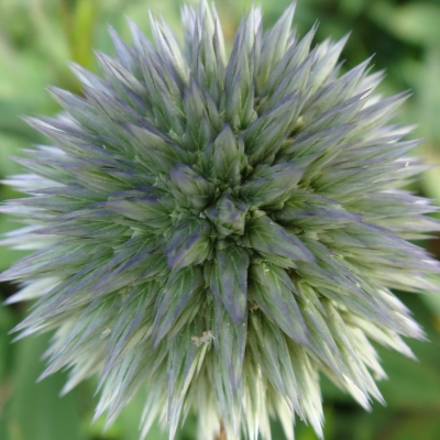 Distel 2