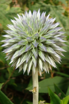 Distel 3