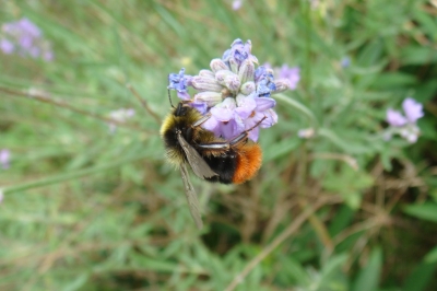 Hummel auf Lavendel 1