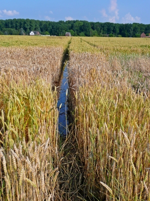 Getreidefeld mit Wasserlauf