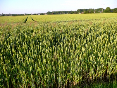 Kornfeld im Abendlicht