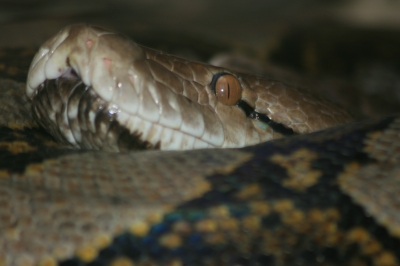 Netzpython im Zoo Dresden