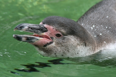 Schwimmender Humboldtpinguin im Zoo Dresden