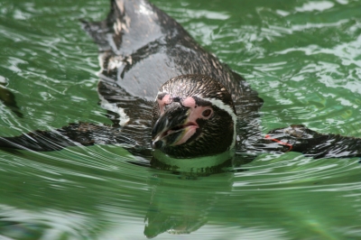 Schwimmender Humboldtpinguin im Zoo Dresden 2