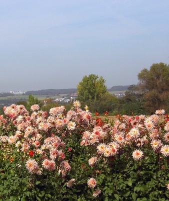 Blumenpracht mit Fernsicht