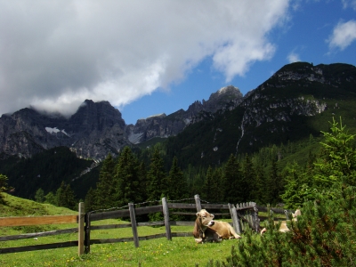 Kuh in den Tiroler Bergen