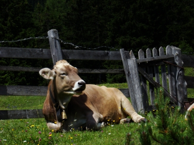 Kuh in den Tiroler Bergen 2