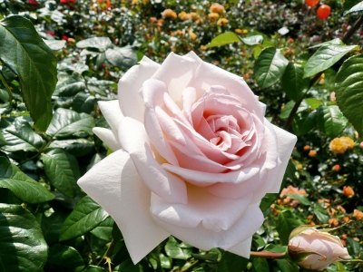Rose im Park