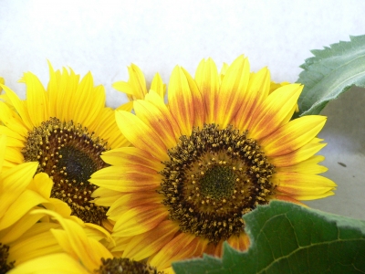 Sonnenblumen Tischdekoration