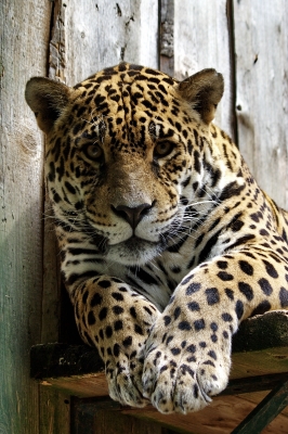 Jaguar