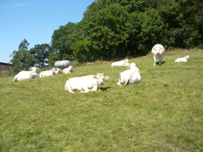 Rinder im Sauerland