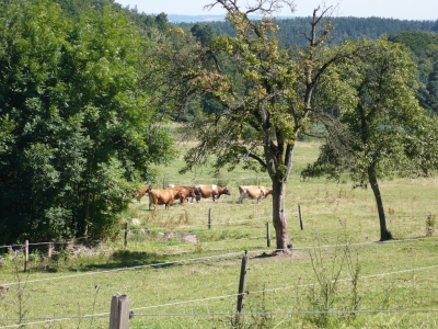 Rinder im Sauerland