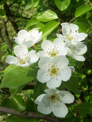 Blüten eines Birnbaumes