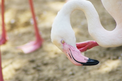 Flamingo Zoo Hannover