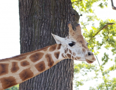 Giraffe im Zoo Hannover (Juni 2008)