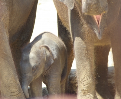 Wonneproppen im Zoo Hannover (Juni 2008)