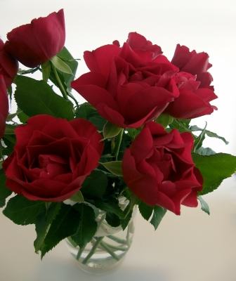 rote rosen in vase 1