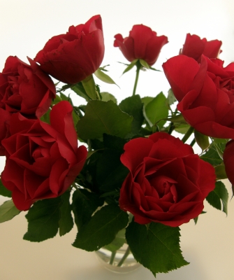 rote rosen in vase 2