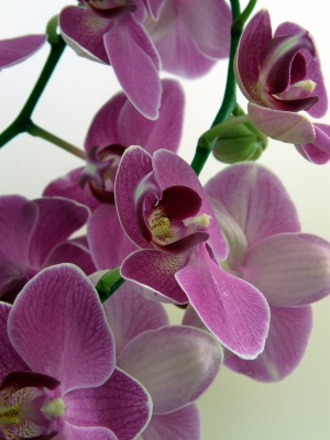 orchideen