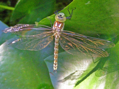 Libelle am Gartenteich