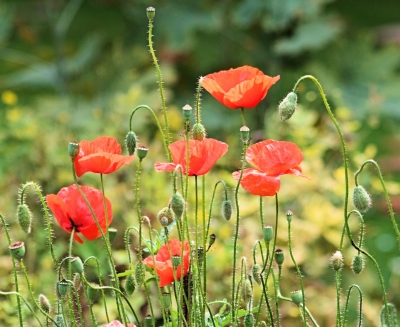 Mohn1