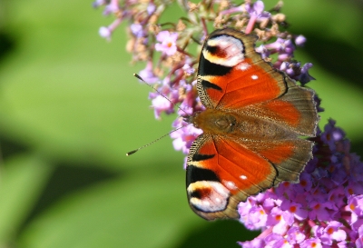 fliegende augen