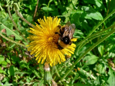 Fleißiges Bienchen