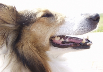 Collie genießt den Sommer ...