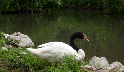 Schwarzhalsschwan (Cygnus melancoryphus)