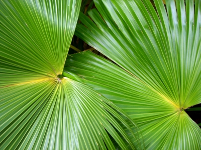 Palmen Blätter