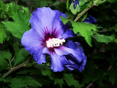 Blaue Hibiskusblüte