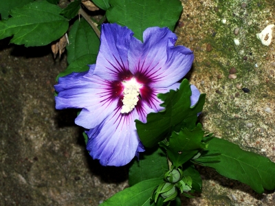 Blaue Hibiskusblüte 2