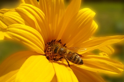 und noch eine Biene