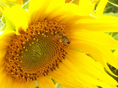 Biene in Sonnenblume