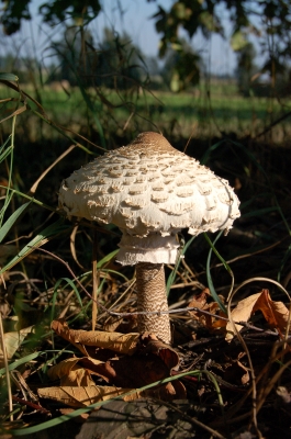 Parasol Closeup