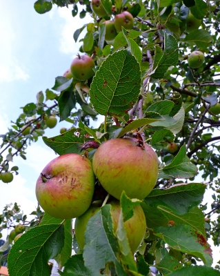 Sommeräpfel