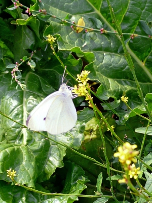 Schmetterling im Rübenfeld
