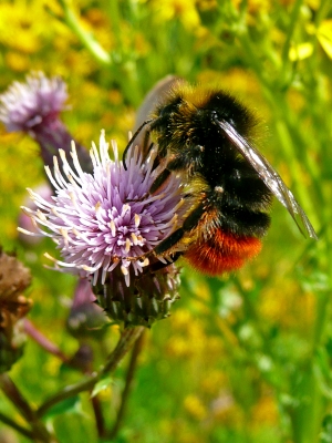 Hummel an Distelblüte